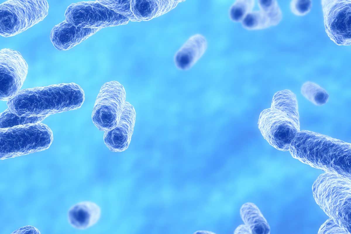 Akkermansia muciniphila – často podceňovaná bakterie - OMNi-BiOTiC®