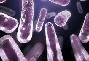 strevni bakterie bacteroidetes