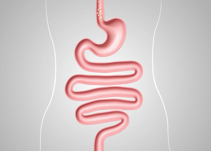 Präbiotika und Probiotika Darm