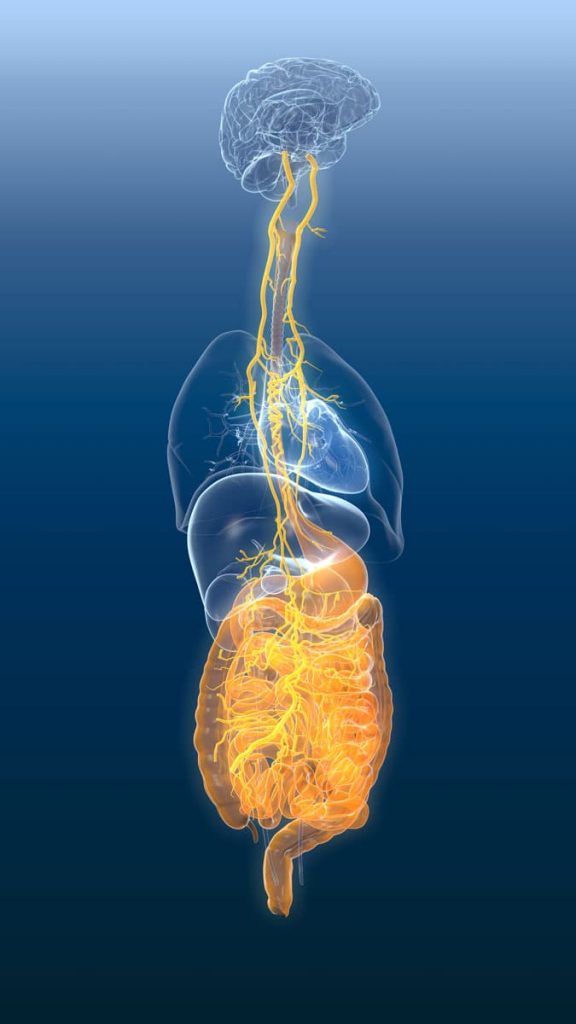 Morbus Parkinson: Die Darm-Hypothese 1 Wissenschaftler vermuten, dass Proteine vom Darm über den Vagusnerv ins Hirn gelangen.