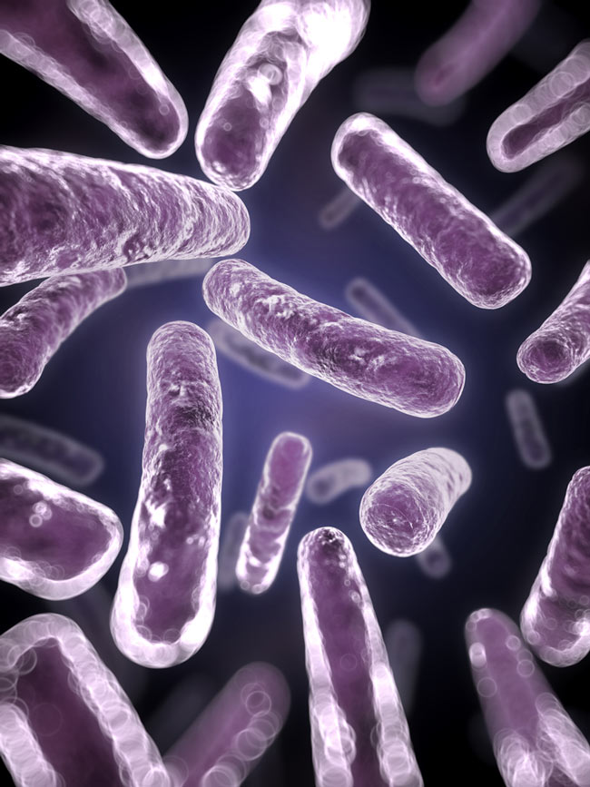 Wie Milchsäurebakterien aus Sauerkraut und Joghurt die Immunabwehr stimulieren 10 Forscher fanden heraus, wie Probiotika mit unserem Immunsystem interagieren.