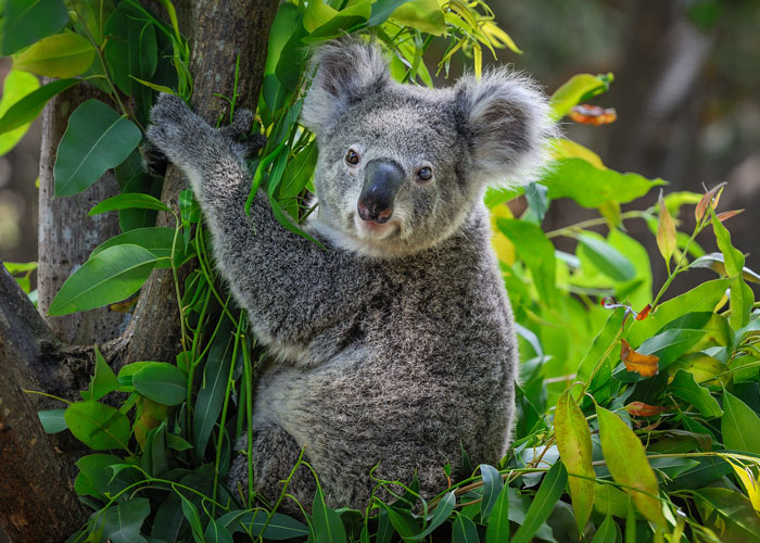 Kot-Transplantation rettet Koalas 18 Mit Kapseln voller Kot und Darmkeimen wollen Forscher hungernde Koalas vor dem Tod retten.