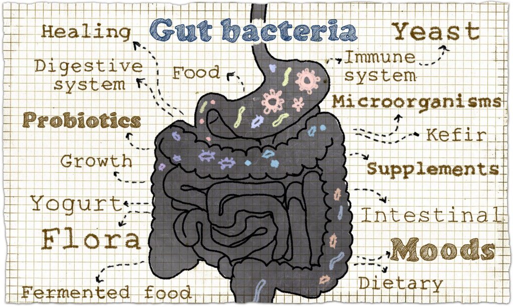 Darmgesundheit 18 gutbacteria 4