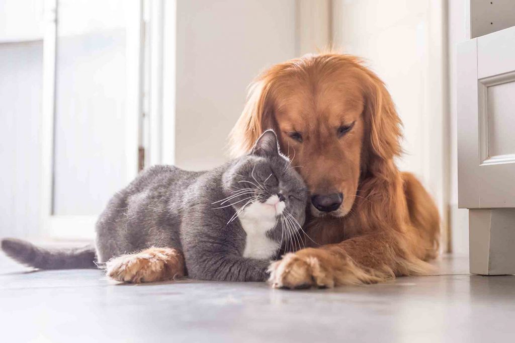 Tiergesundheit 21 katze und hund 1 1
