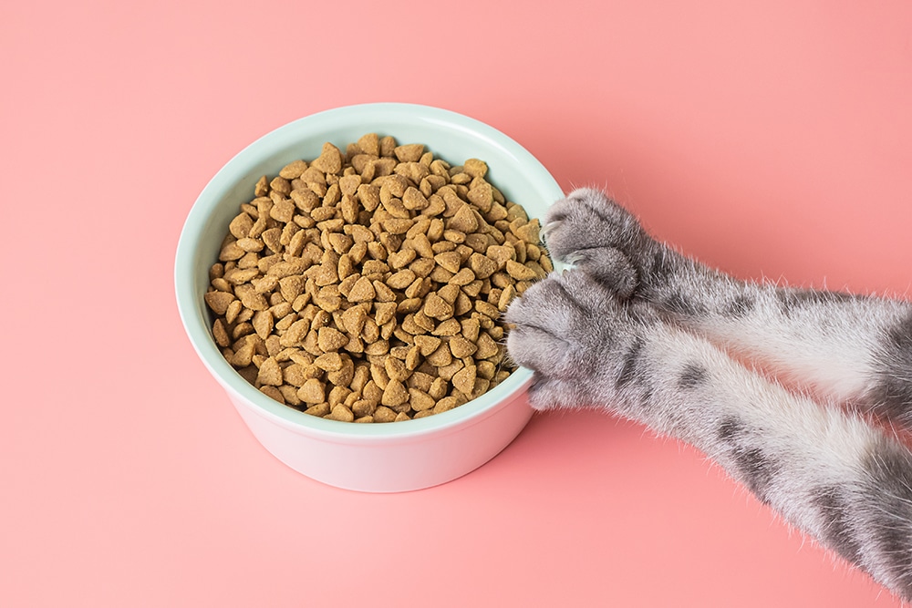 Der Katzen-Darm: Welchen Einfluss hat die Ernährung? 16 Der Katzen-Darm: Welchen Einfluss hat die Ernährung?