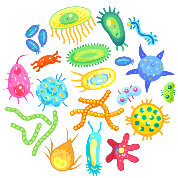 grafische darstellung darmbakterien