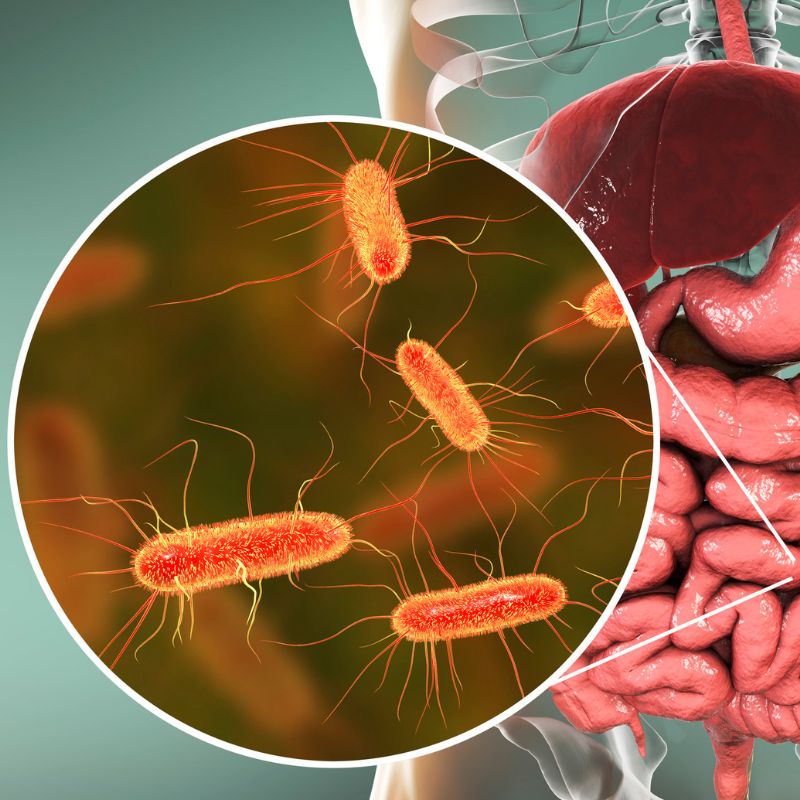 Darmbakterien vergrößert im Darm dargestellt