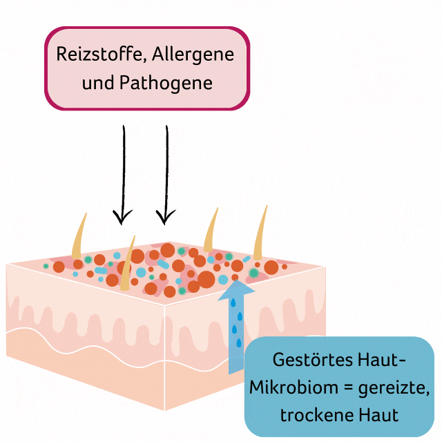 grafische darstellung wie probiotika das haut-mikrobiom positiv beeinflussen können