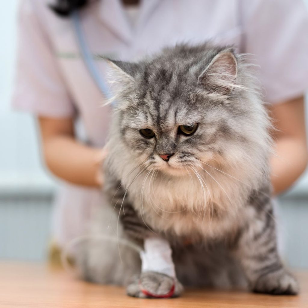 Katze bei tierärztlicher Untersuchung