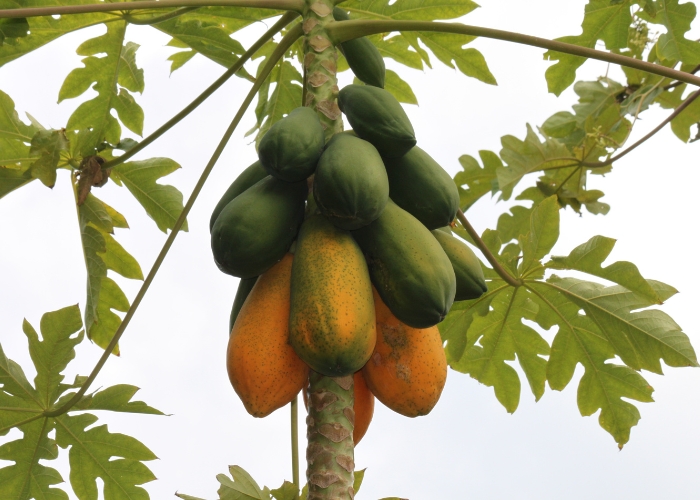 Ein gutes Gefuehl beim Anbau der Papaya