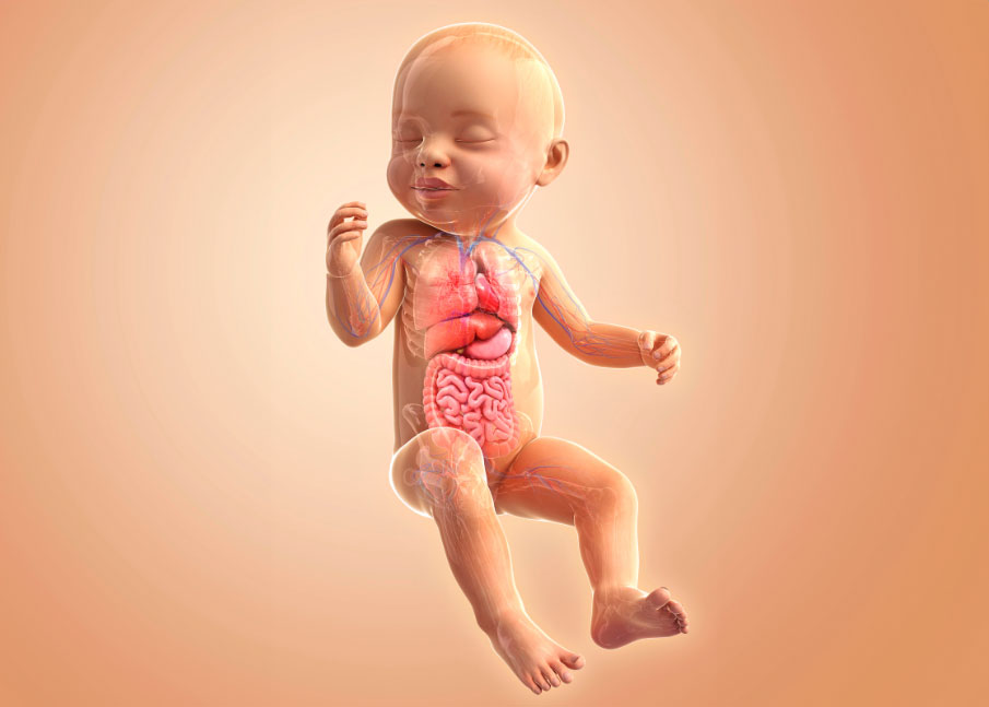 Geheime Welt im Babybuch