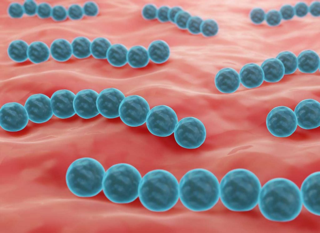Mundmikrobiom probiotische Streptokokken