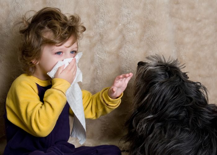 Junge mit Haustierallergie hält sich Taschentusch neben Hund