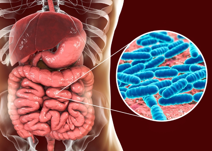 Darmflora aufbauen nach Antibiotika-Therapie - Nahaufnahme der Darmbakterien