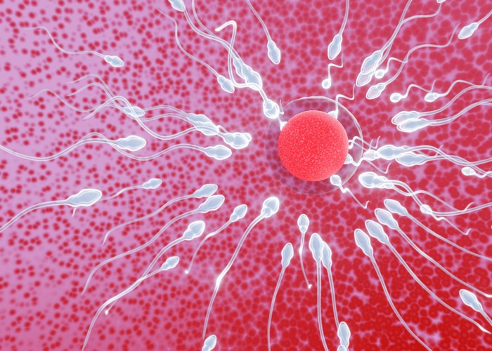 Spermien umringen eine Eizelle