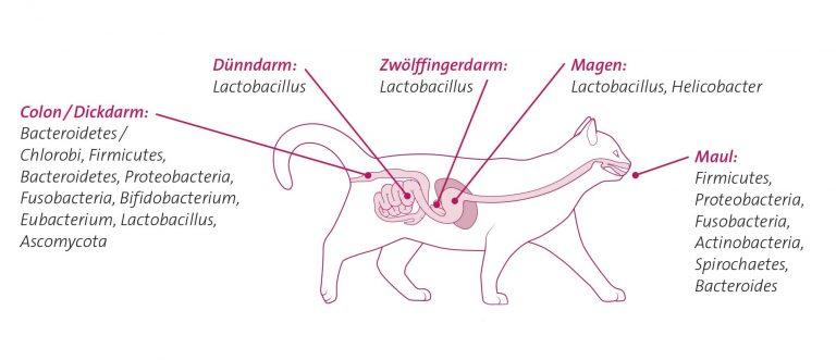 Aufbau der Verdauungstrakts einer Katze