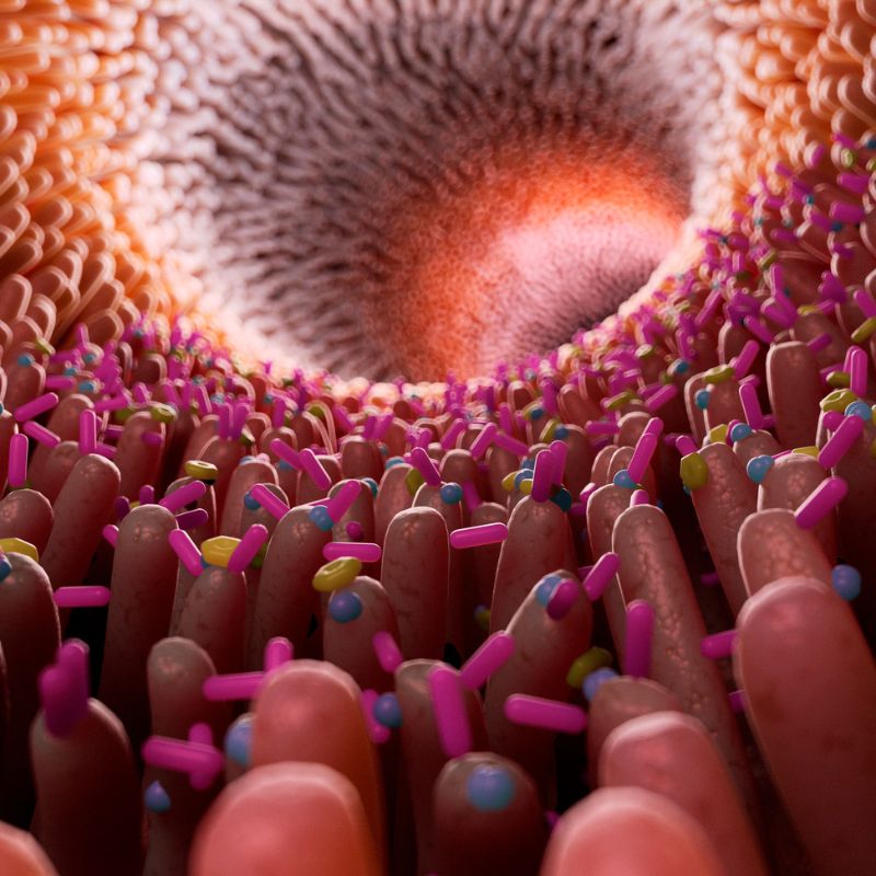 Darmbakterien und das Darm-Mikrobiom in den Wechseljahren