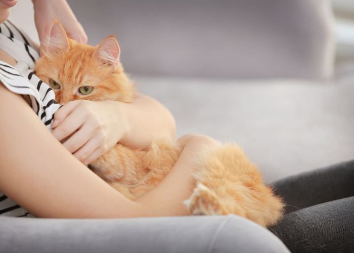 Gestresste Katze kuschelt mit ihrem Besitzer