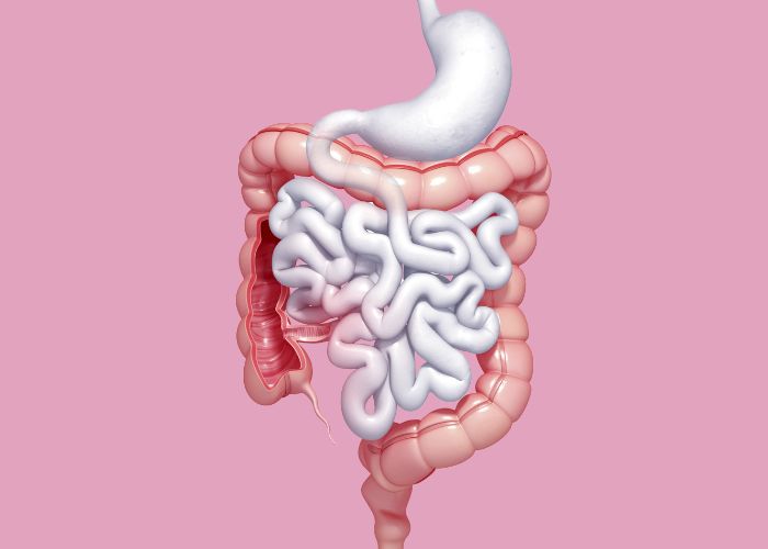 Grafische Darstellung des Darms - spielt eine wichtige Rolle bei der Darm-Haut-Achse