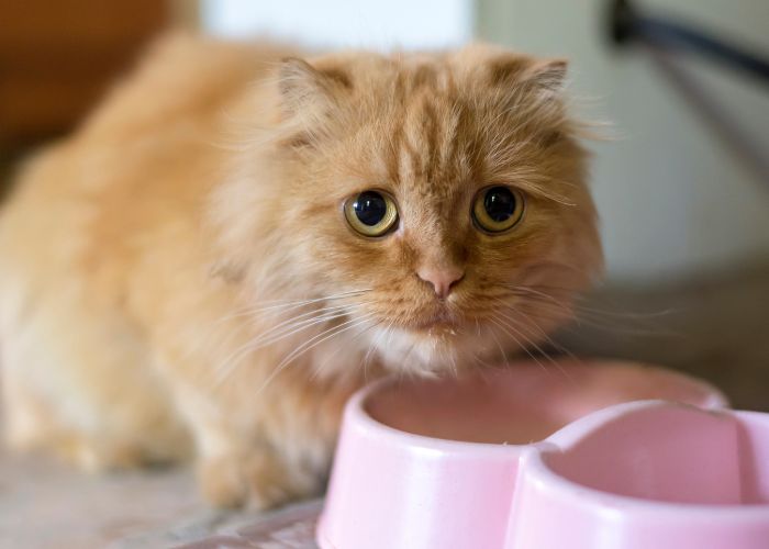 Katze sitzt vor Napf mit keimbelastenden Futter