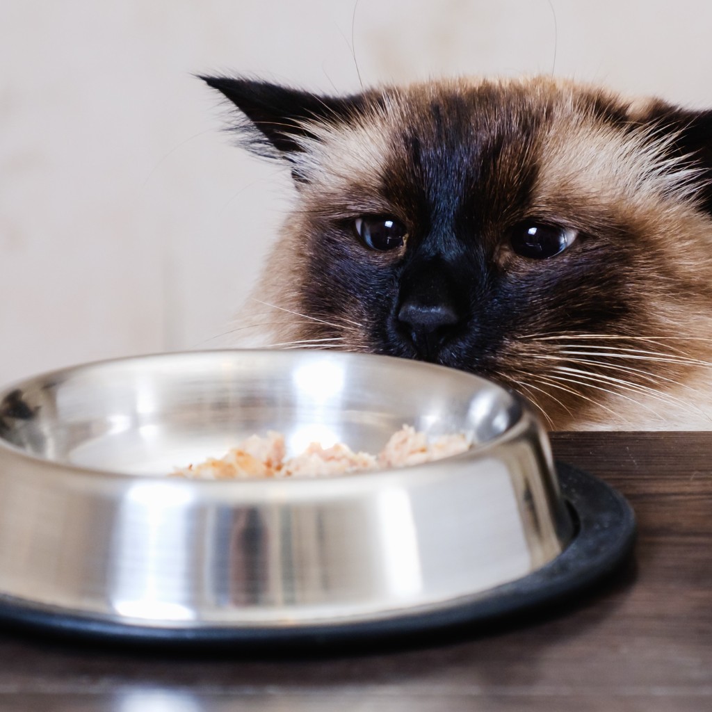 gut flora cat imbalanced food changes upset stomach
