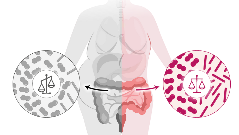 weight gut bacteria fattening