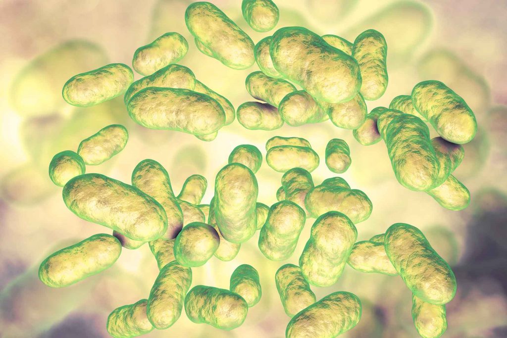 friendly bacteria gut health weight loss