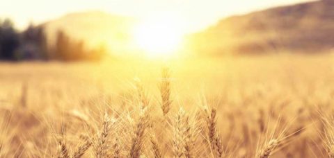 what is spermidine e1752741855661