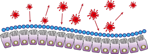 intestinal wall protection barrier toxins leaky gut