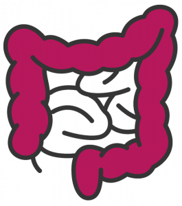 large intestine digestive tract