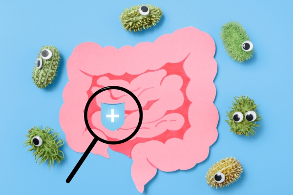 small intestine gut flora bacteria in the gut probiotics