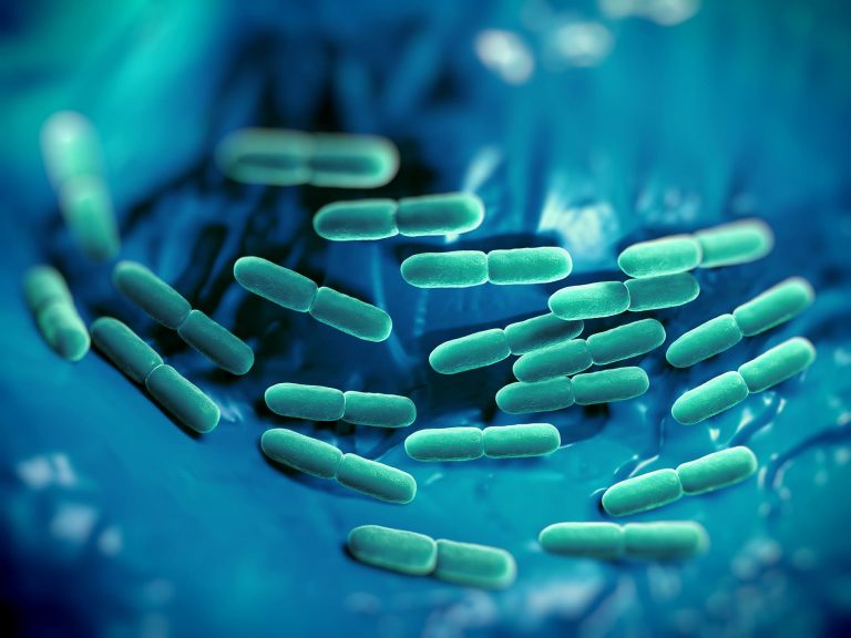 synbiotic bacteria gut health optimal