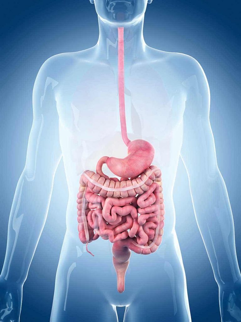 anatomy of the gut