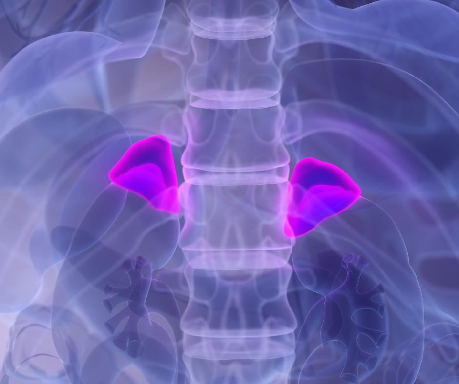 cortisol stress hormone