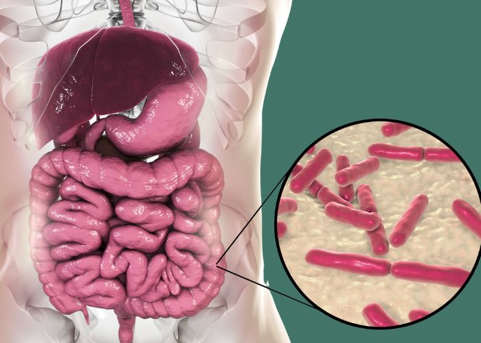 fast food gut bacteria