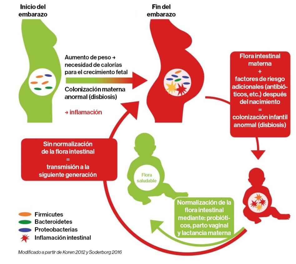 Transmisión de la Flora Intestinal de Madre a Hijo