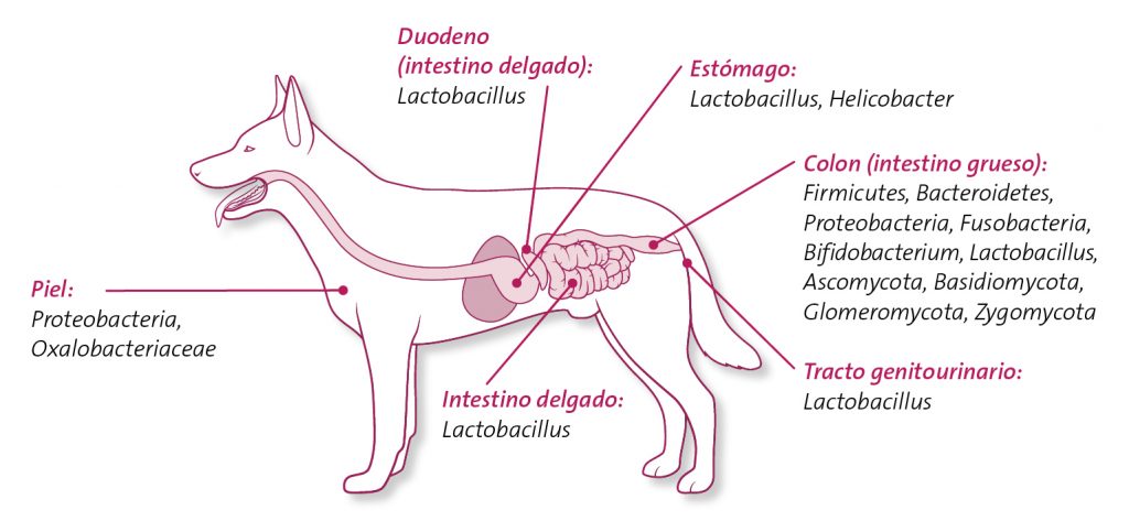 Probióticos para perros y gatos