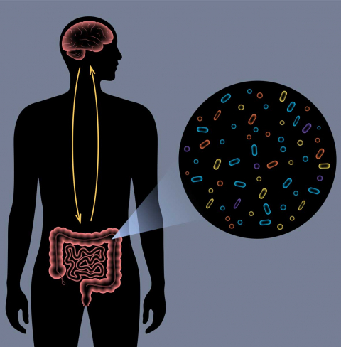 alzheimer y parkinson realcion con intestino