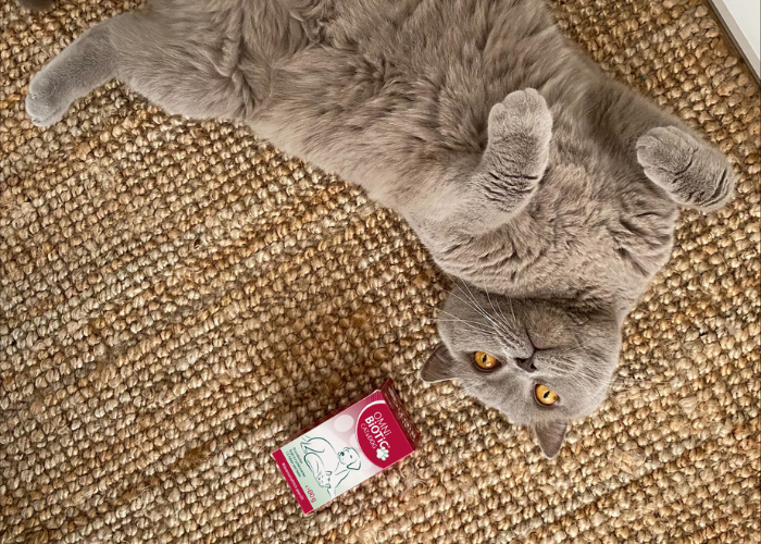 probioticos para perros y gatos