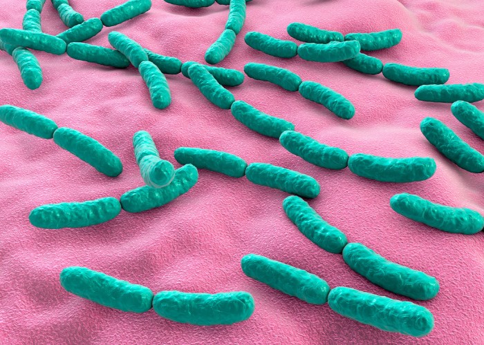 Laktobazillen fuer gesunde Vaginalflora