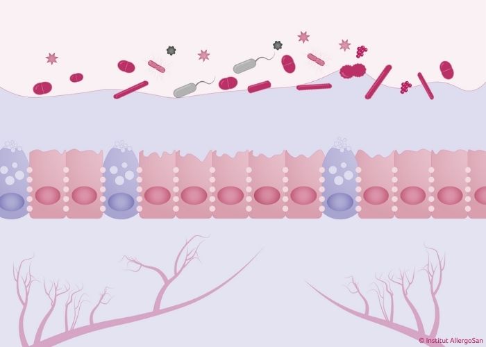 darmbarriere c institut allergosan 2