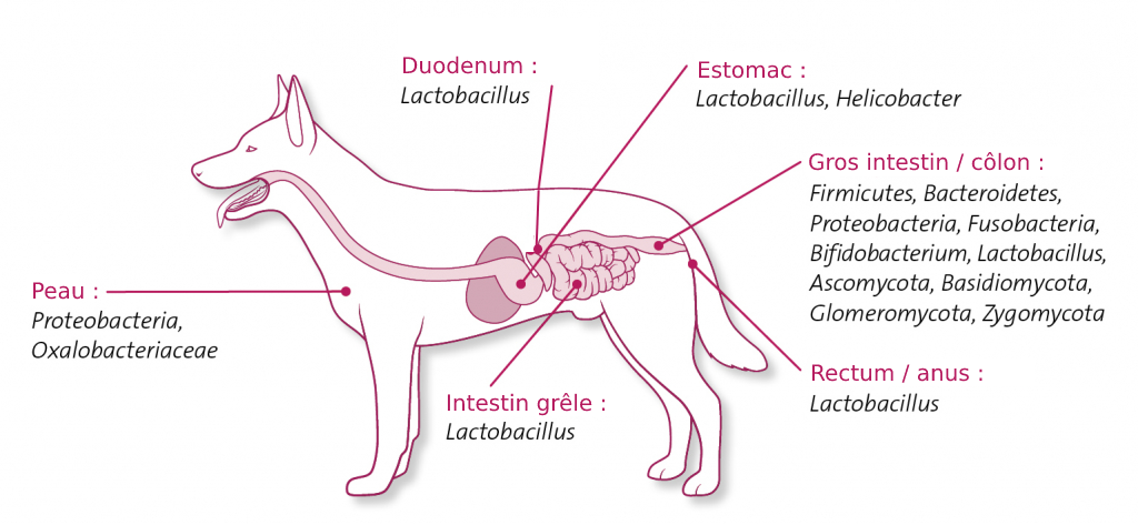 Diarrhée chien probiotique chien