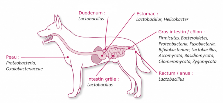 composition bactérienne du microbiote du chien