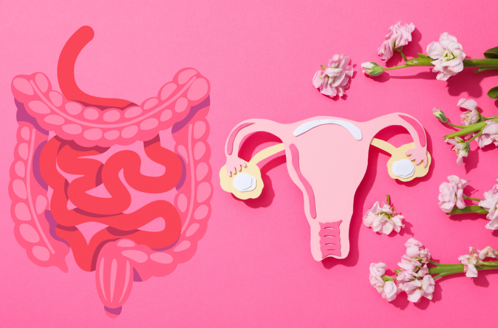 Influence de la ménopause sur la flore vaginale et le microbiote intestinal