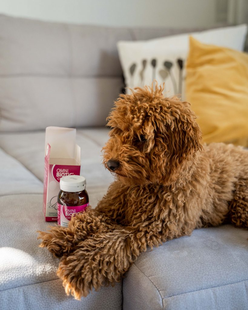 omnibiotic cat dog chien chat