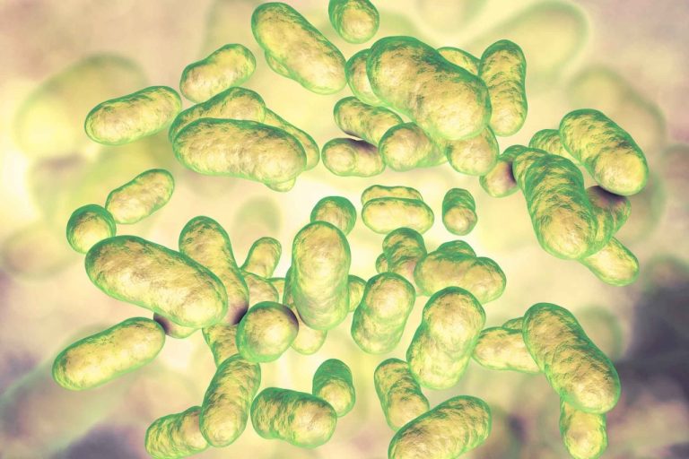 Comment les bactéries intestinales influencent notre poids ?
