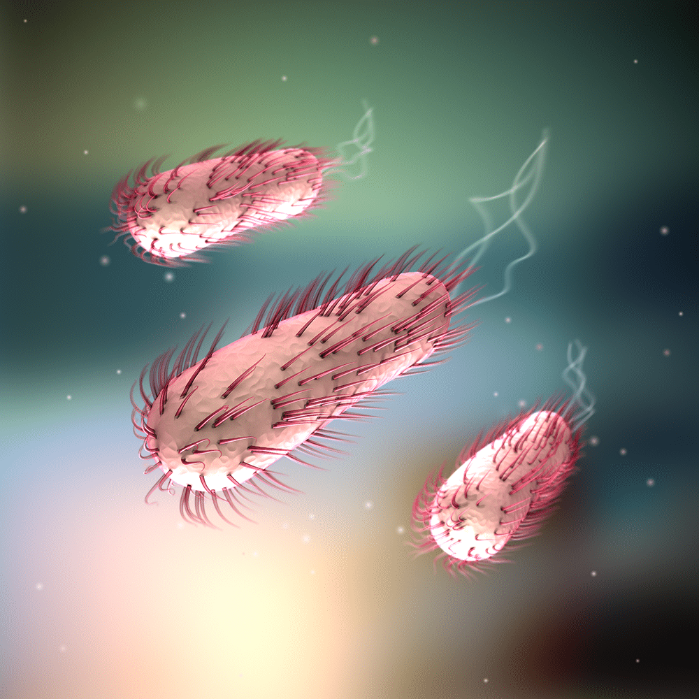 Escherichia coli et infections urinaires