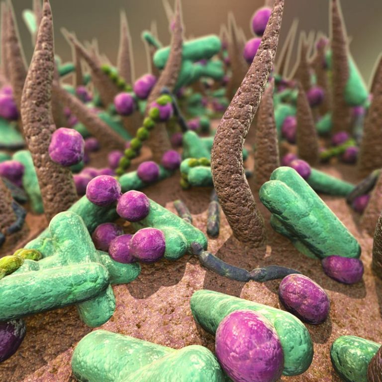 Santé du microbiote : les bactéries intestinales travaillent mieux en équipe !