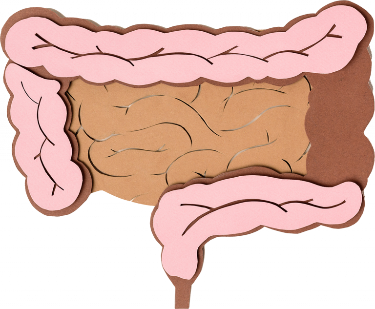 L'intestin : notre deuxième cerveau