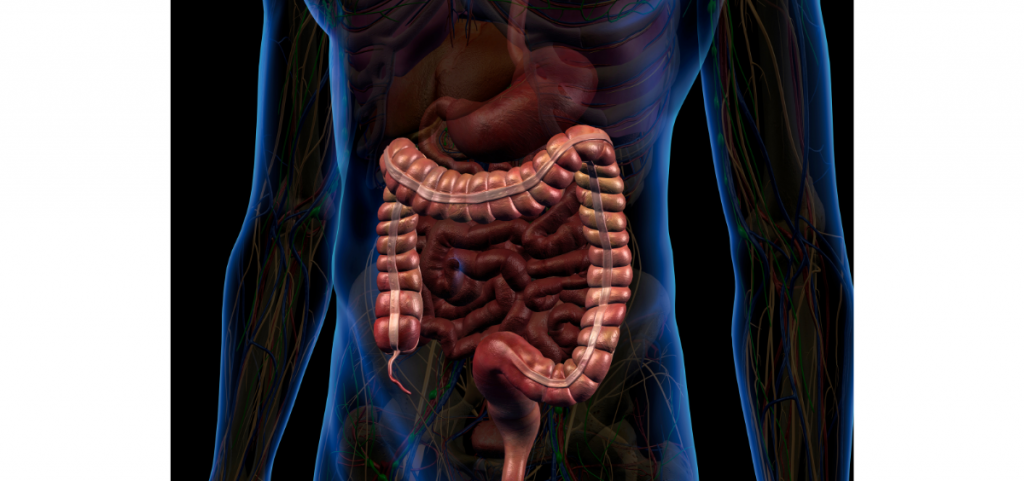 La coloscopie : faire examiner son intestin / côlon